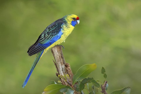 Green Rosella (Platycercus caledonicus), Tasmania, Australia