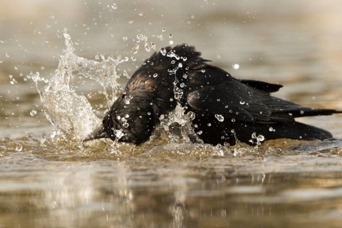 Carrion Crow (Corvus corone) bathing at waterhole, Bavaria, Germany