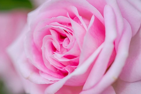 Close up image of a beautiful pink rose blossom in Kakheti, Georgia, showcasing delicate petals and