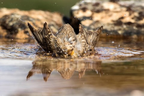 Rock Sparrow (Petronia petronia) bathing, Castile and Leon, Spain