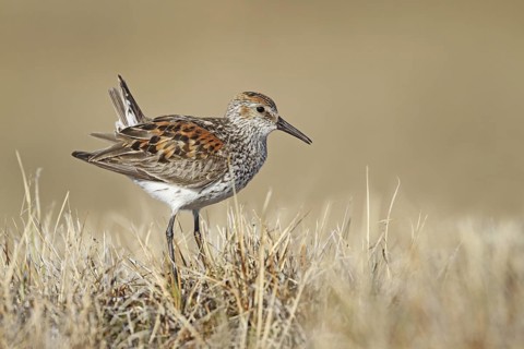 Western Sandpiper (Calidris mauri) male, Alaska, USA