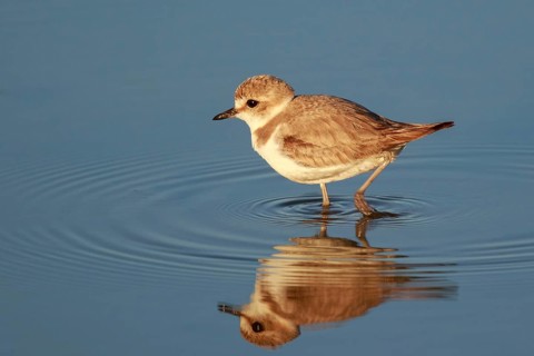 Kentish Plover (Charadrius alexandrinus) female, Mallorca, Spain