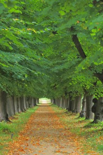 Autumn avenue with footpath and leaves, park, Elswout hunting lodge, brick building, Overveen,