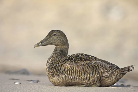 Common Eider (Somateria mollissima) female, Schleswig-Holstein, Germany