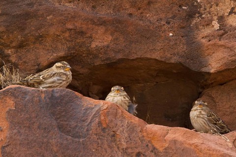 Rock Sparrow (Petronia petronia), Morocco