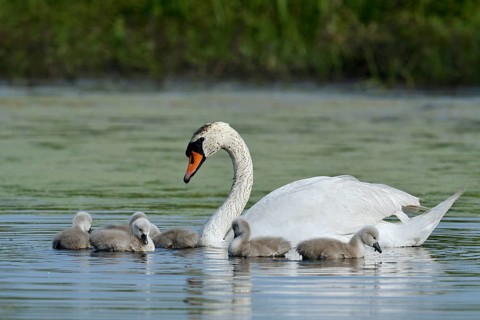 Mute swan (Cygnus olor) with chicks on a lake, North Rhine-Westphalia, Germany
