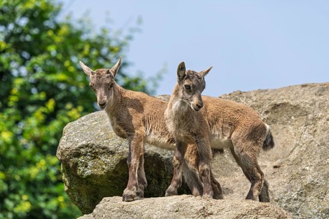 Two young ibex (Capra ibex) stand on a rock on a sunny . A blue sky can be seen in the background.