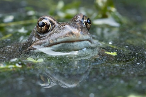 Common frog (Rana temporaria) adult amphibian on the water surface of a pond, England, United