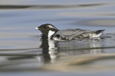 Ancient Murrelet (Synthliboramphus antiquus), British Columbia, Canada