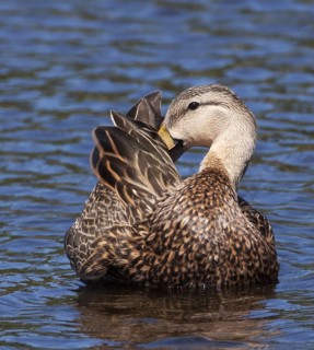 Male mottled duck preening