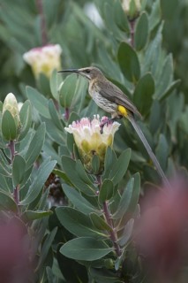Cape Sugarbird (Promerops cafer), Western Cape, South Africa
