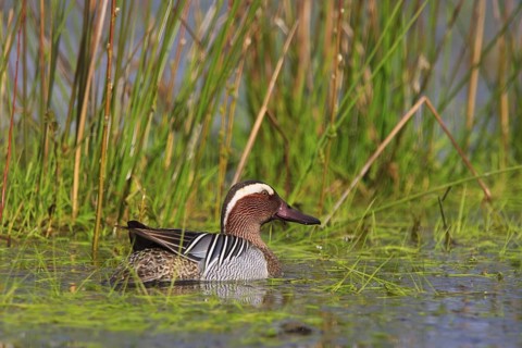 Garganey (Spatula querquedula) male, North Rhine-Westphalia, Germany