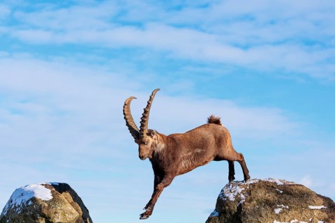 A male ibex (Capra ibex) jumps from rock to rock. Morning light against a blue sky with clouds.