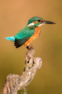 Common Kingfisher (Alcedo atthis) perched on a branch, Andalusia, Spain