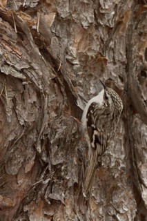 Brown Creeper (Certhia americana), Ohio, USA