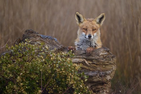 A fox with a sharp gaze stands perched atop a rotting wooden stump surrounded by green foliage,