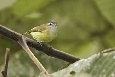 Brown-capped Vireo (Vireo leucophrys), Ecuador