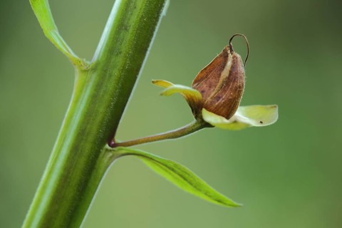 Fruit stand of Common foxglove (Digitalis purpurea), fruit stand, nature photography, UNESCO