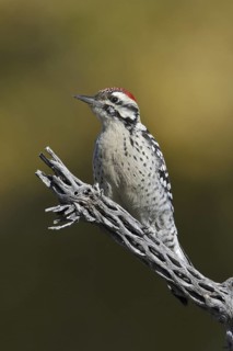 Ladder-backed Woodpecker (Dryobates scalaris), New Mexico, USA
