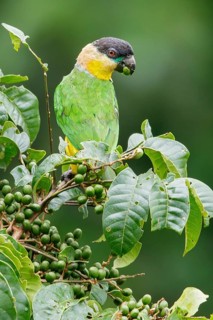 Black-headed Parrot (Pionites melanocephalus) perched on a branch in Ecuador