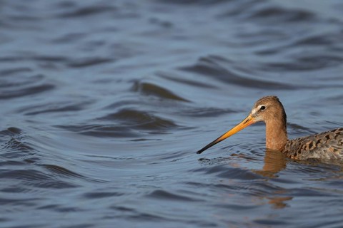 Black tailed godwit (Limosa limosa) adult male bird in summer plumage in a lagoon, RSPB Titchwell