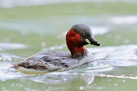 Little grebe (Tachybaptus ruficollis), North Rhine-Westphalia, Germany