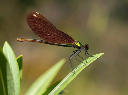 Dragonfly, Dragonfly, Dragonfly, Greece, Lesbos Island, (Crocothemis erythraea), Lesbos, Lesbos