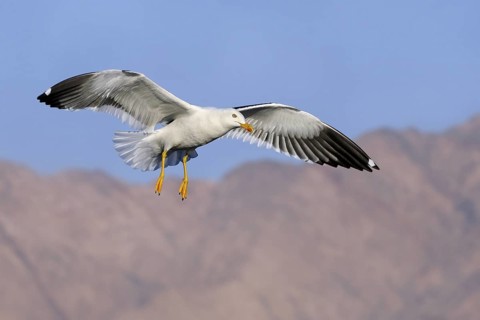 Lesser Black-backed Gull (Larus fuscus) flying, Eilat, Israel