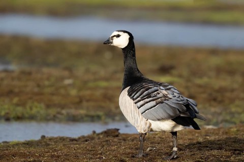Barnacle Goose (Branta leucopsis), Smaland, Sweden