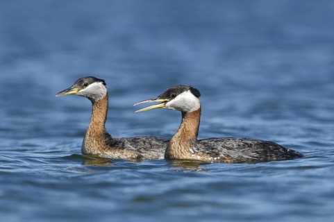 Red-necked Grebe (Podiceps grisegena), Montana, USA