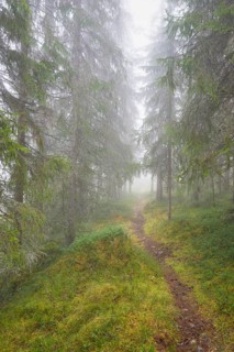 Path in foggy spruce forest, Alvdal, Hedmark, Innlandet, Norway, November 2025