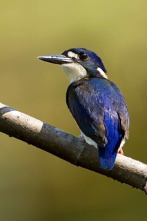 Little Kingfisher (Ceyx pusillus) juvenile, Queensland, Australia