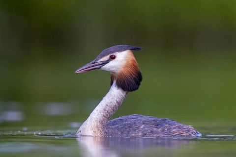 Great Crested Grebe (Podiceps cristatus), North Rhine-Westphalia, Germany