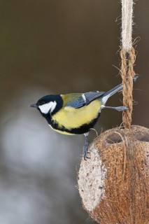 Great Tit (Parus major), Schleswig-Holstein, Germany