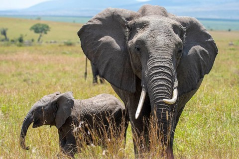 A majestic African elephant and her calf graze peacefully on the grassy plains of Kenya's expansive