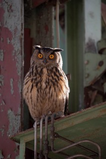 Uhu (Bubo bubo), Eagle Owl, Altvogel, Juni, Zeche Ewald, Herten, Ruhrgebiet, Nordrhein-Westfalen,