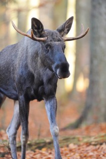 Close-up of an Eurasian elk (Alces alces) or moose in autumn in the bavarian forest