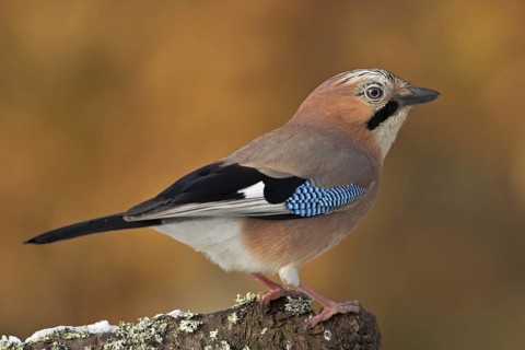 Eurasian Jay (Garrulus glandarius), Rhineland-Palatinate, Germany