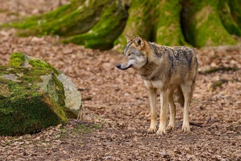 Wolf standing in the forest next to a moss-covered stone and watching, Wolf (Canis lupus), Germany