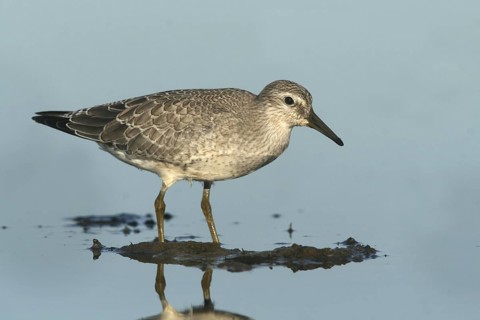 Red Knot (Calidris canutus) juvenile, Ohio, USA