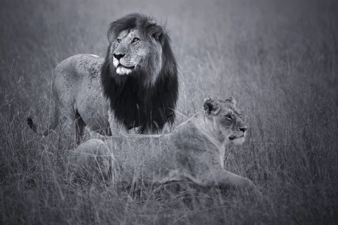 African Lion (Panthera leo) male and female in grassland, Masai Mara, Kenya