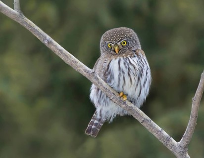 A Northern Pygmy Owl, Glaucidium gnoma, perched in the Borela Forest, near Meadow Lake,