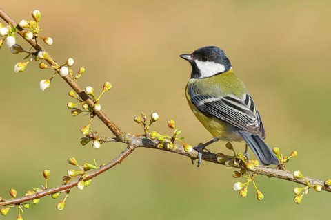 Great Tit (Parus major), male sitting on a thin branch, spring, nature photography, wildlife,