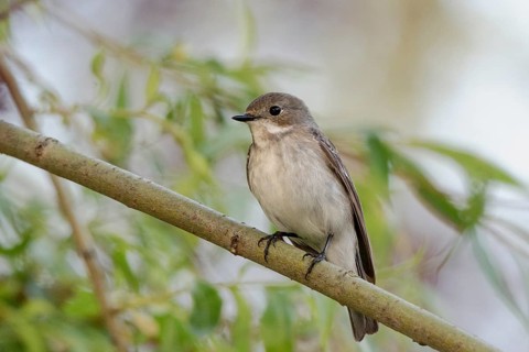 A pied flycatcher (Ficedula hypoleuca) on a branch with dark red leaves of a blood maple in a