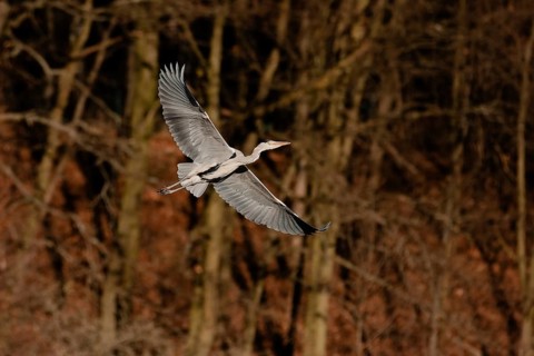 Grey heron (Ardea cinerea) in flight over woodland with brown autumn background, Poland
