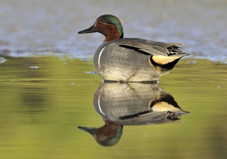 Green-winged Teal (Anas carolinensis) male, British Columbia, Canada