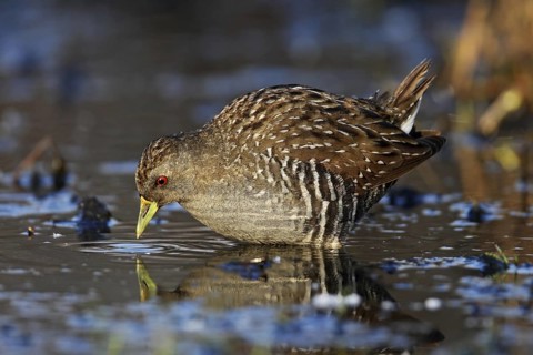 Australian Crake (Porzana fluminea), Australian Capital Territory, Australia