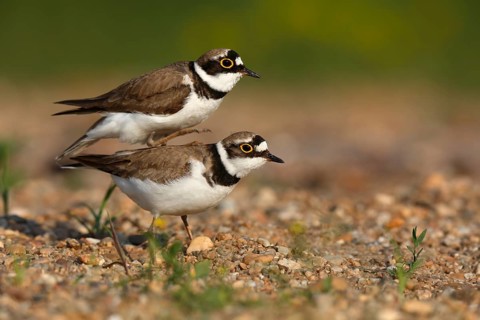 Little Ringed Plover (Charadrius dubius) pair mating, Saxony-Anhalt, Germany