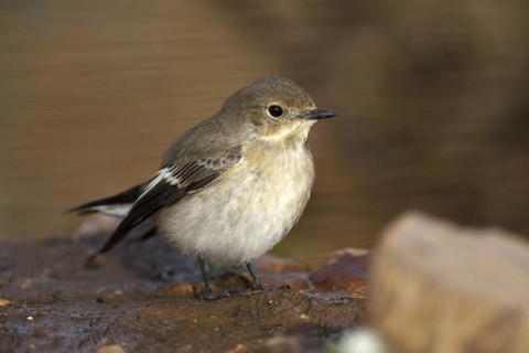 European Pied Flycatcher (Ficedula hypoleuca) female, Castile-La Mancha, Spain