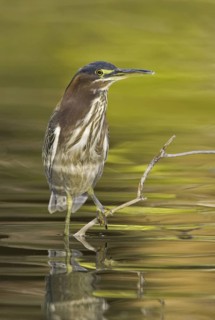 Green Heron (Butorides virescens), Arizona, USA